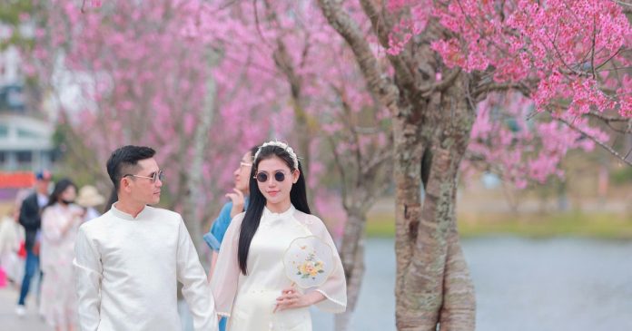 Bất ngờ mai anh đào nhuộm hồng Đà Lạt, du