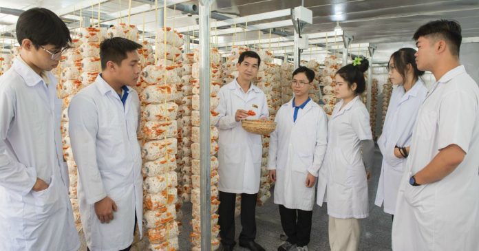 Thầy giáo miền Tây trồng nấm vân chi đỏ bằng