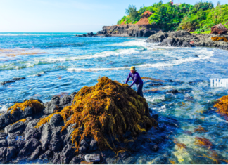 Đảo Jeju Hàn Quốc