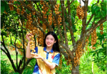 Nông dân làm du lịch từ vườn cây ăn trái, mỗi ngày đón hàng trăm khách