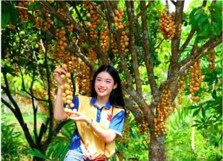 Nông dân làm du lịch từ vườn cây ăn trái, mỗi ngày đón hàng trăm khách