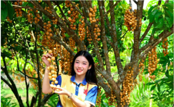 Nông dân làm du lịch từ vườn cây ăn trái, mỗi ngày đón hàng trăm khách