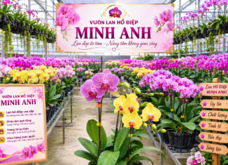 Shop Hoa Lan Hồ Điệp Minh Anh