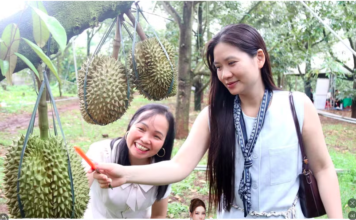 ĐẮK LẮK – KHI MÙI HƯƠNG SẦU RIÊNG DẪN LỐI VỀ ĐẠI NGÀN
